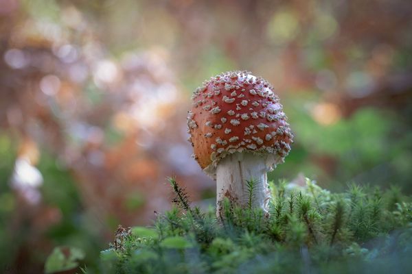 Gesucht, gefunden.....was für ein Glück!