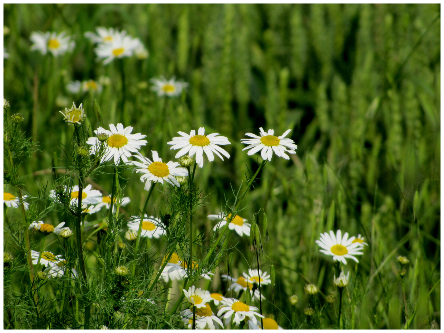 Gesunde Blüten...