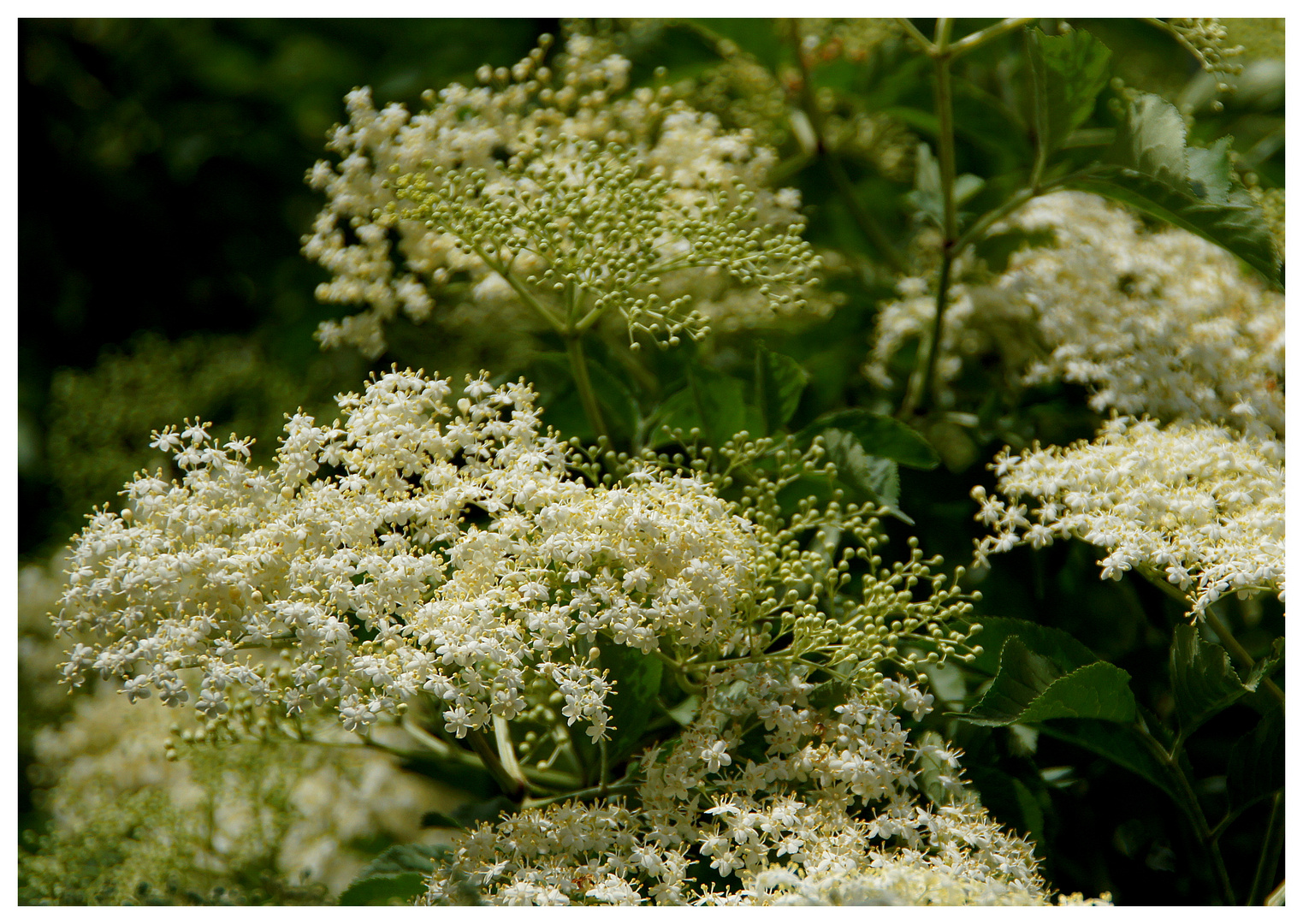 Gesunde Blüten