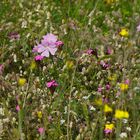 Gesunde Blumenwiese (1)