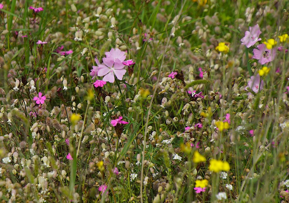 Gesunde Blumenwiese (1)