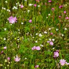 Gesunde Blumenwiese (2)