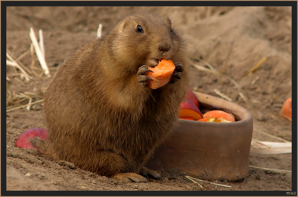 Gesunde Ernährung...  (155)