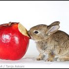 Gesunde Ernährung