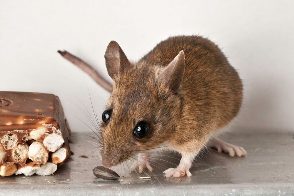 Gesunde Ernährung bevorzugt