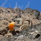 Gesunde Ernährung ist auch für Atlashörnchen wichtig!