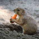 Gesunde Ernährung ist wichtig 