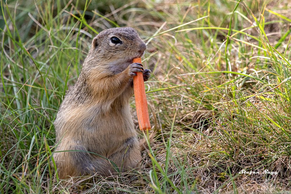 gesunde Karotte