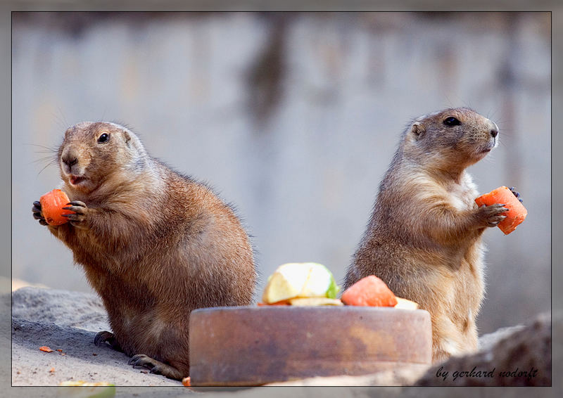 Gesunde Mahlzeit