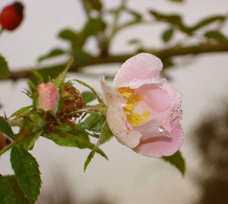 gesunde schönheit 2 -Rosa Canina