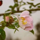 gesunde schönheit 2 -Rosa Canina