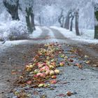 Gesunde Vitamine....Apfelallee im Dorf bei Raureif