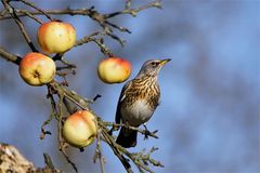 Gesunde Winteräpfel : Wacholderdrossel - Turdus pilaris -