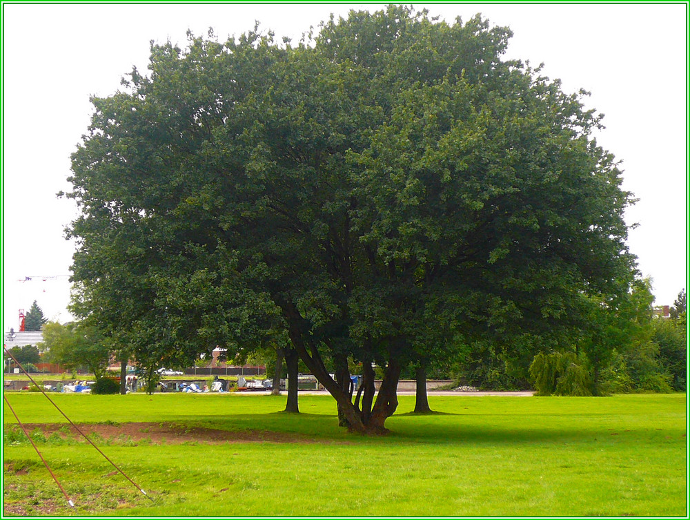 Gesunder Baum