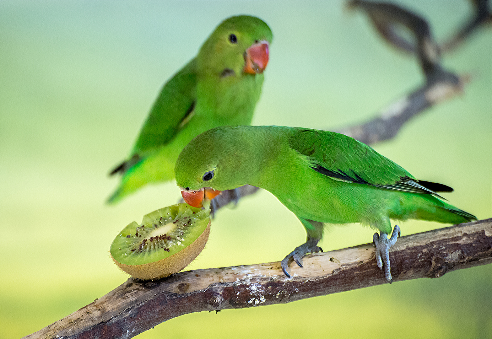 Gesunder Kiwi