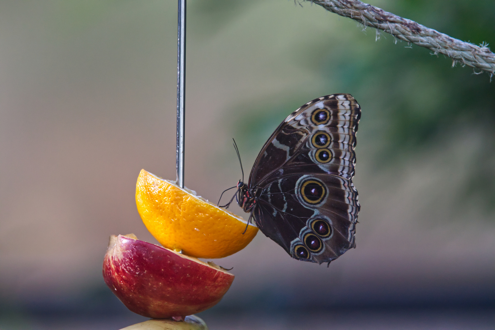 Gesunder Schmetterling