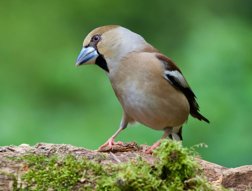 Gesundes Misstrauen......