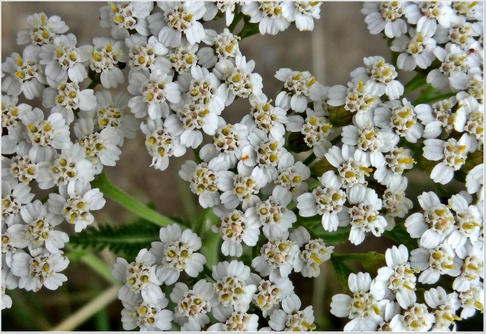 Gesundes Mittwochsblümchen