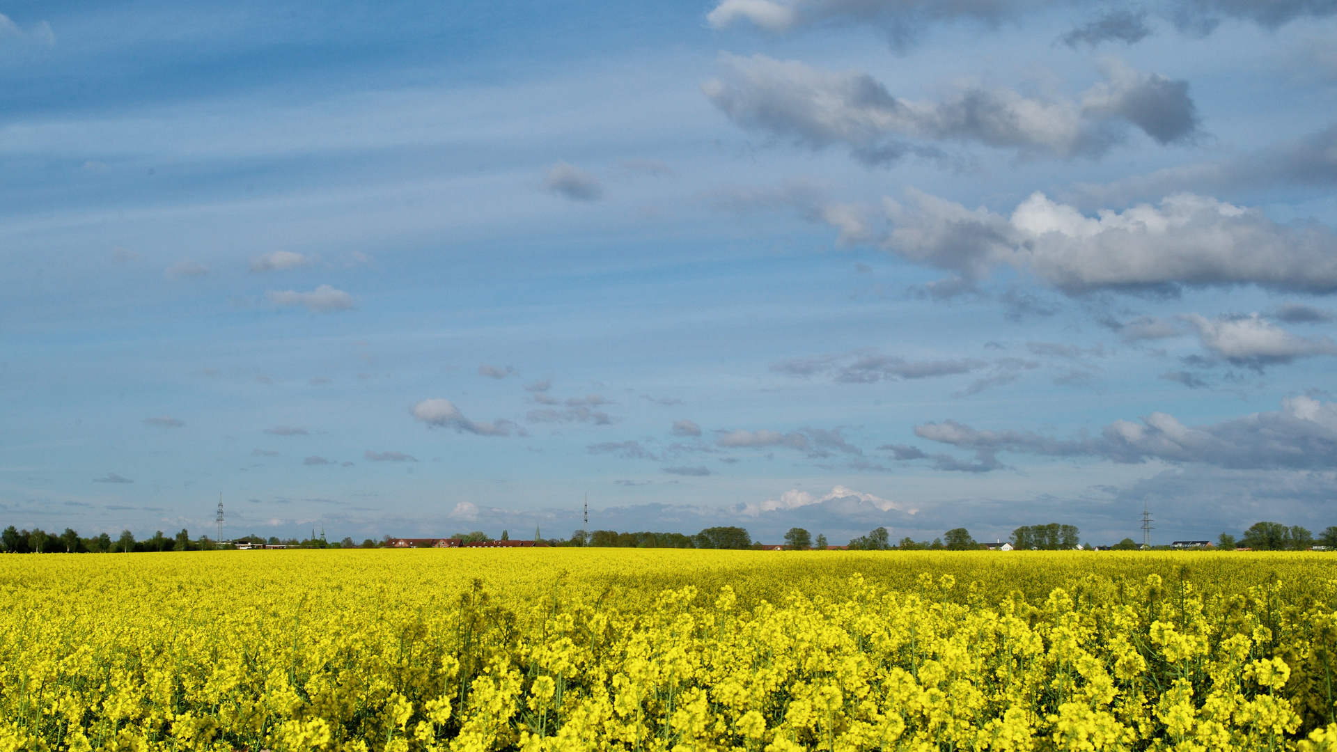 gesundes Rapsfeld