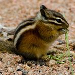 Gesundheitsbewusstes Hörnchen