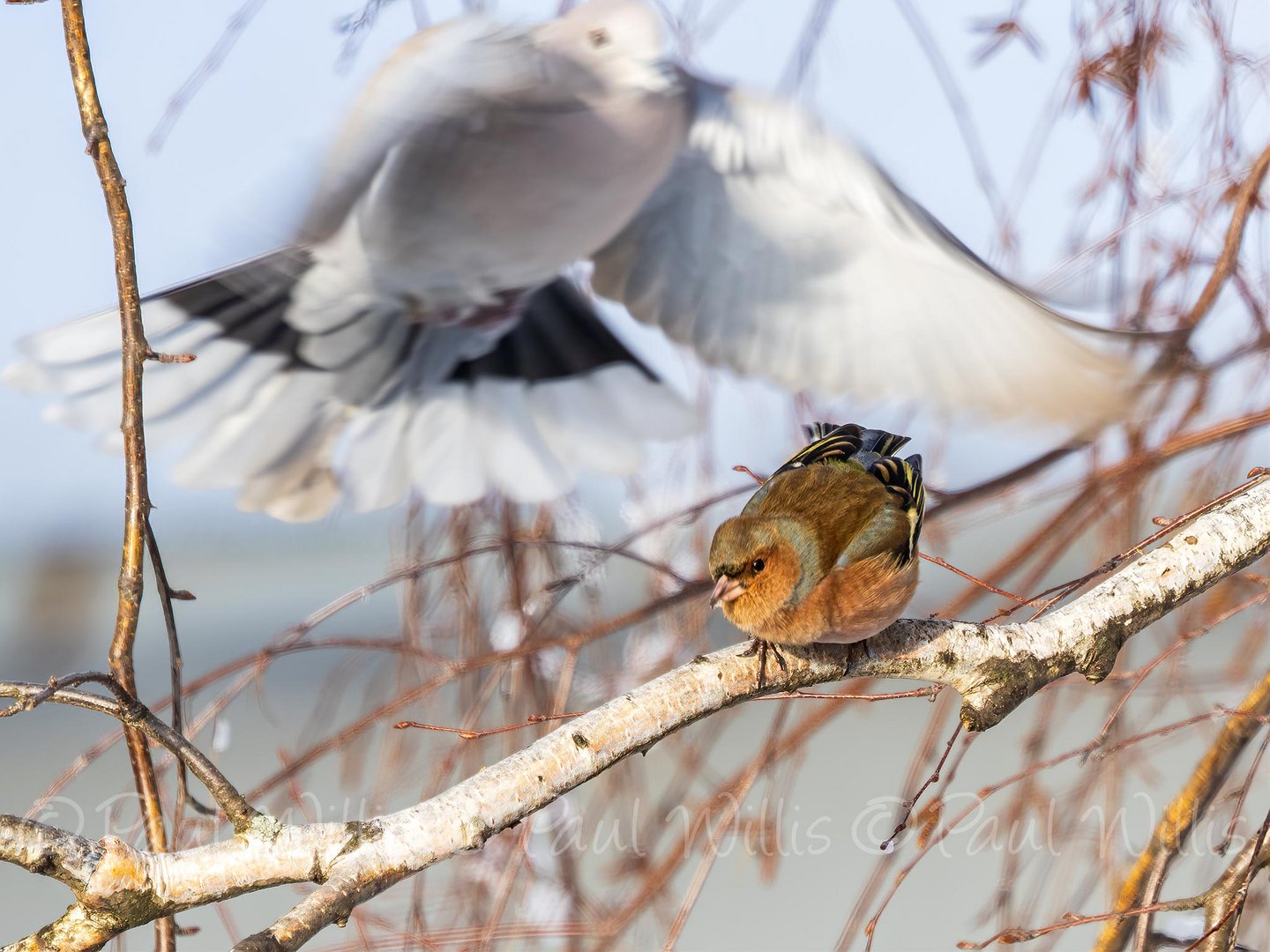 Get off my branch!