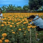 Get photographed in a marigold field