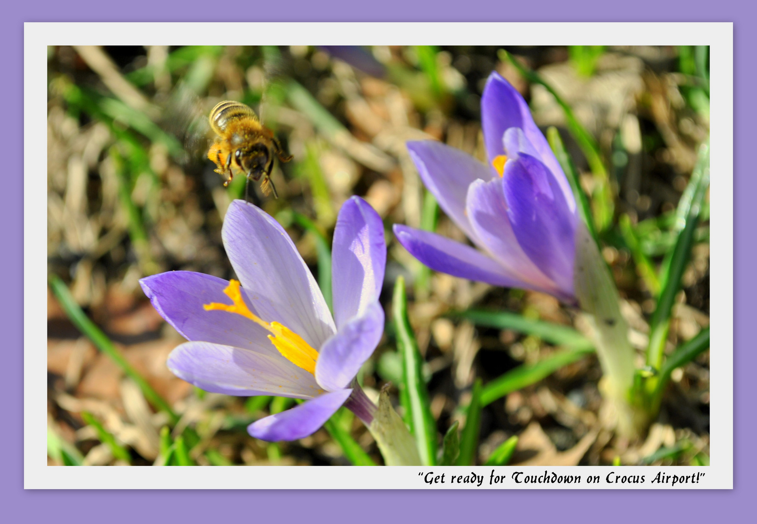 - Get ready for Touchdown on Crocus Airport! -