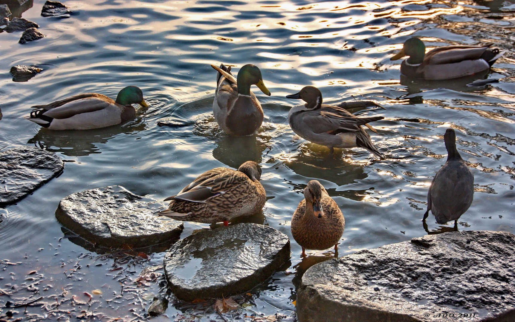 Get-Together at the Pond