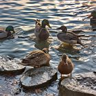 Get-Together at the Pond