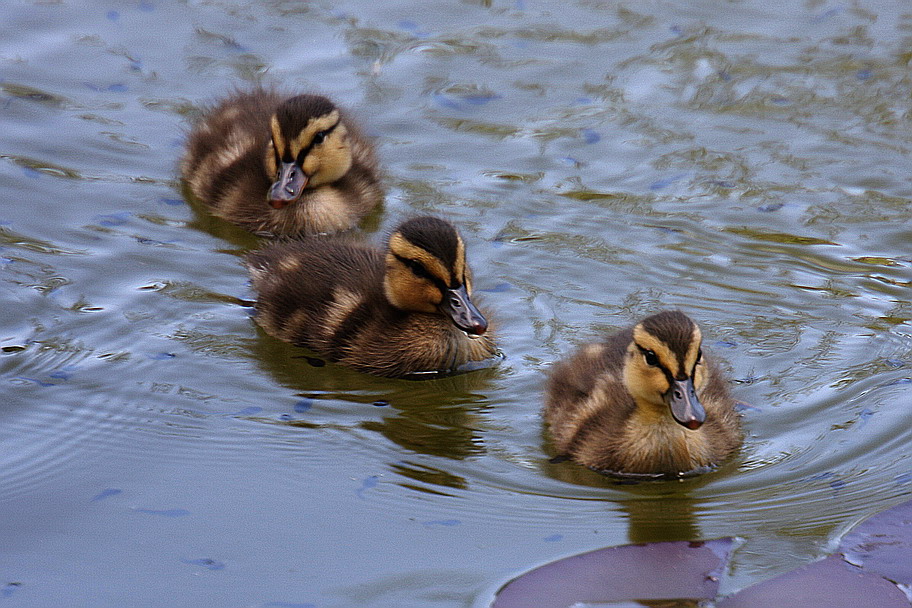 Get your ducks in a row!