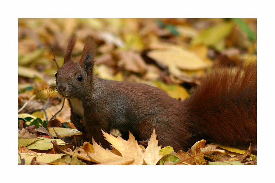 Getarnt im Herbstlaub