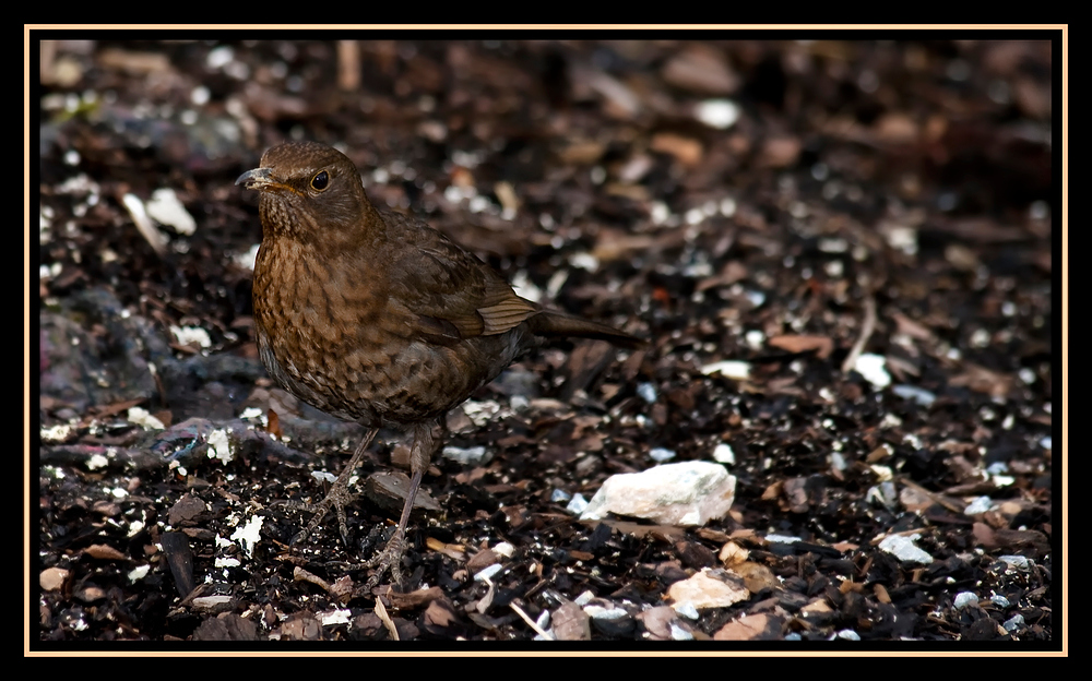 "getarnte Amsel"