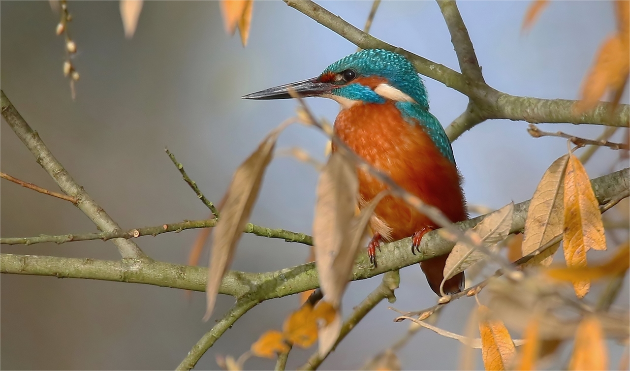 Getarnter Eisvogel