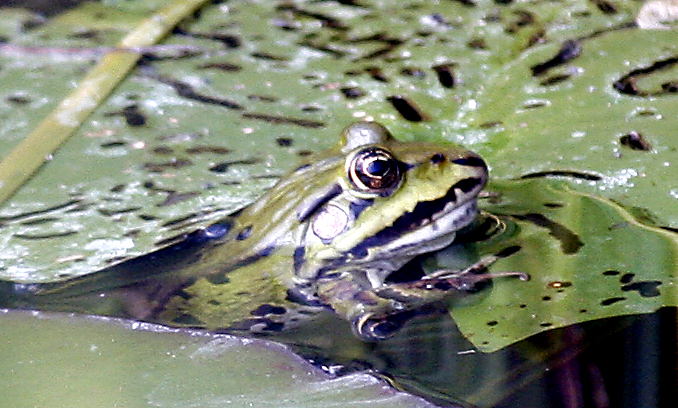 getarnter Frosch