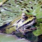 getarnter Frosch