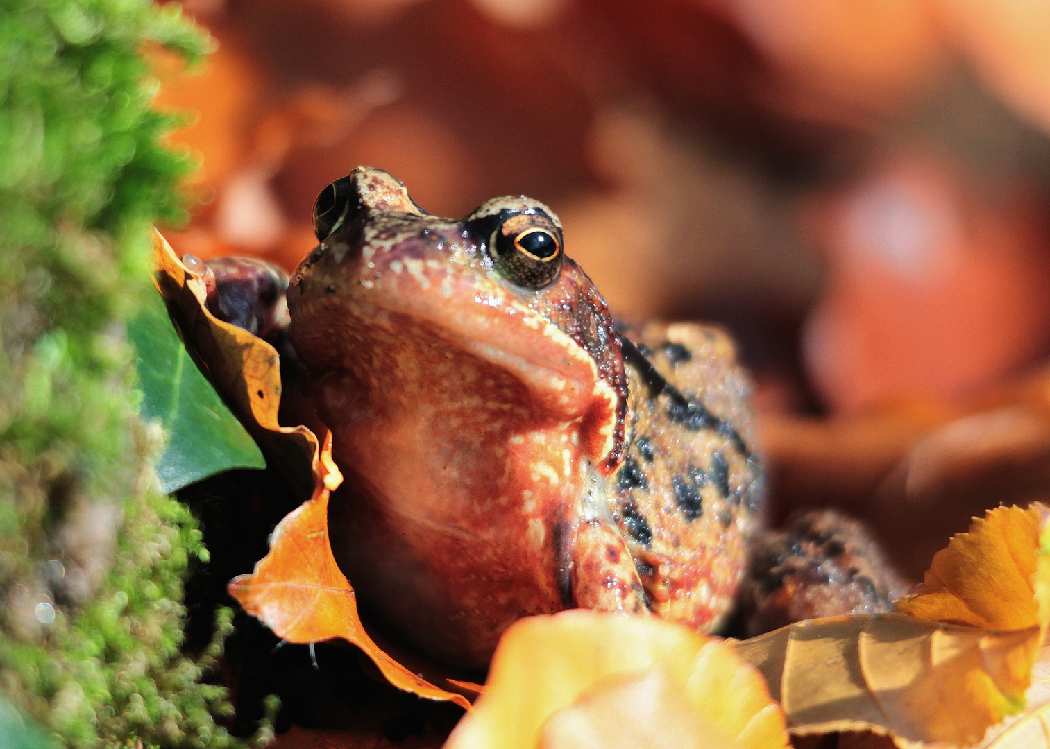 ....getarnter Glotzfrosch (o;