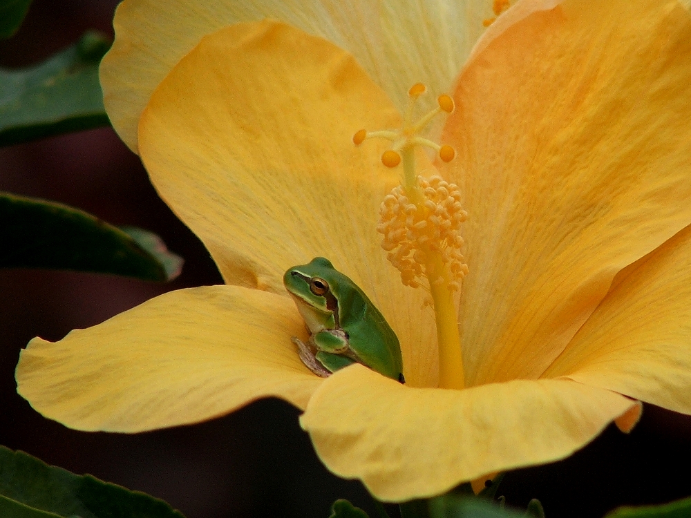 Getarnter Laubfrosch sitzt unter einer "Palme"