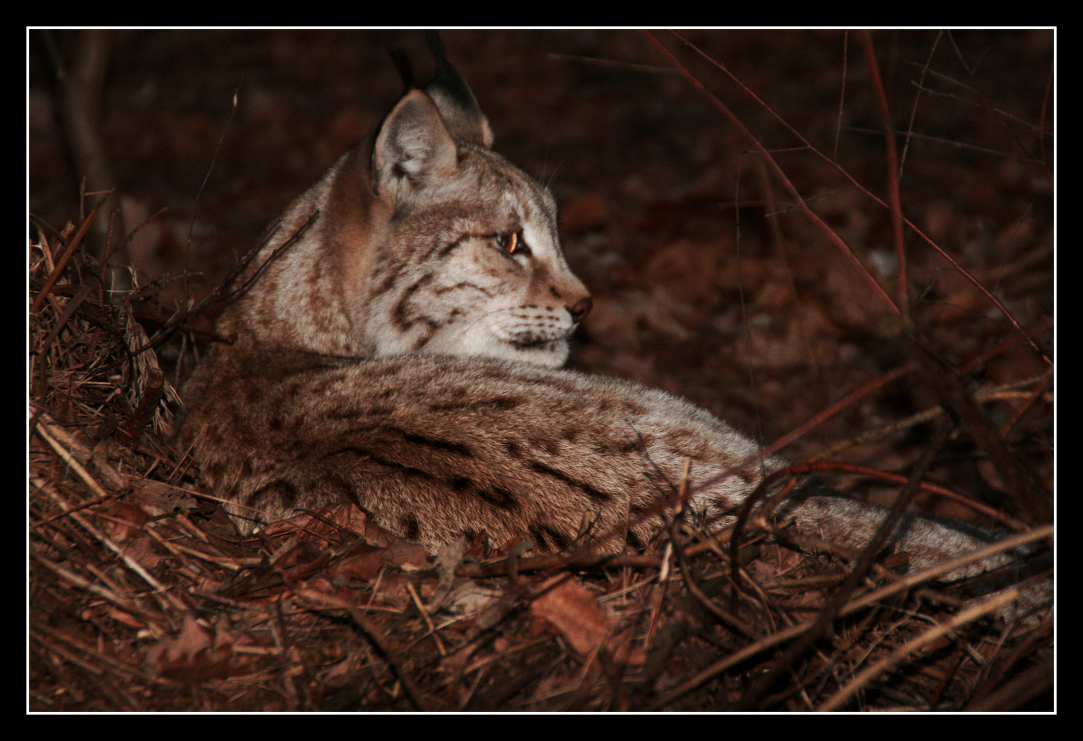 Getarnter Luchs...