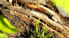 Getarnter Nano-Drache auf dem Drachenfels