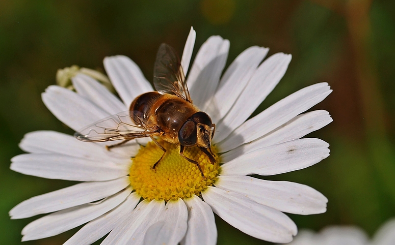 Getarnter Schmetterling