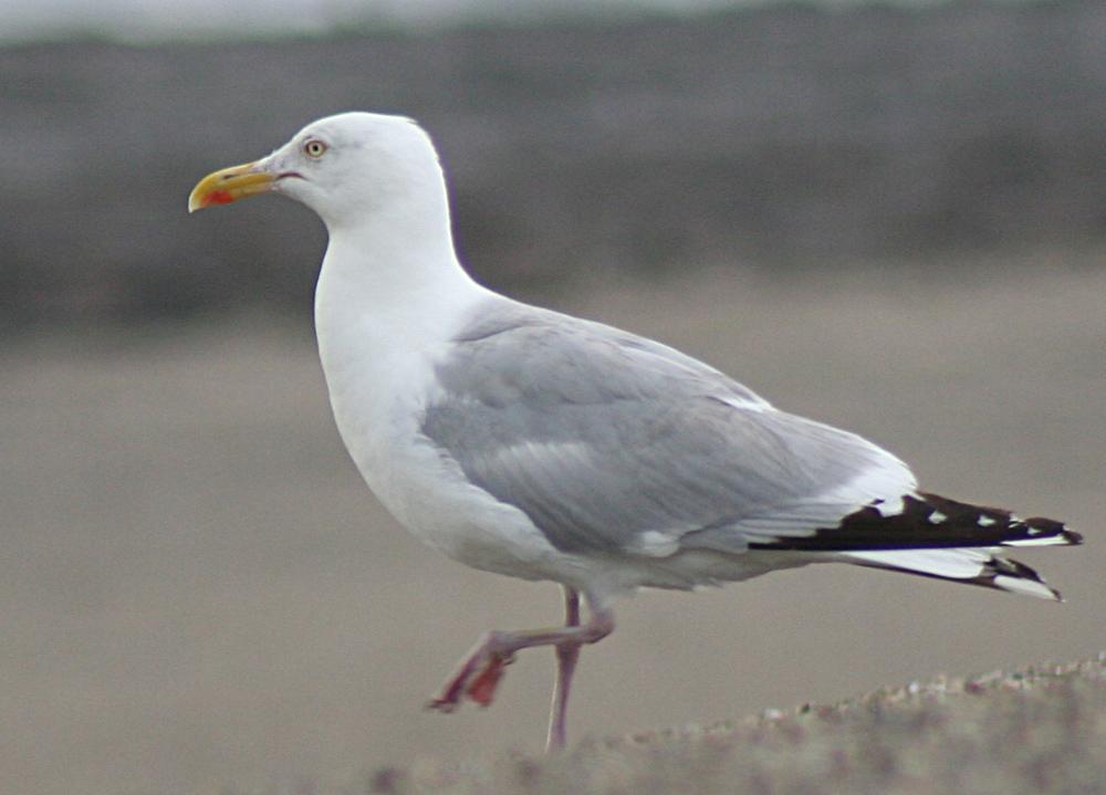 getarnter Storch?