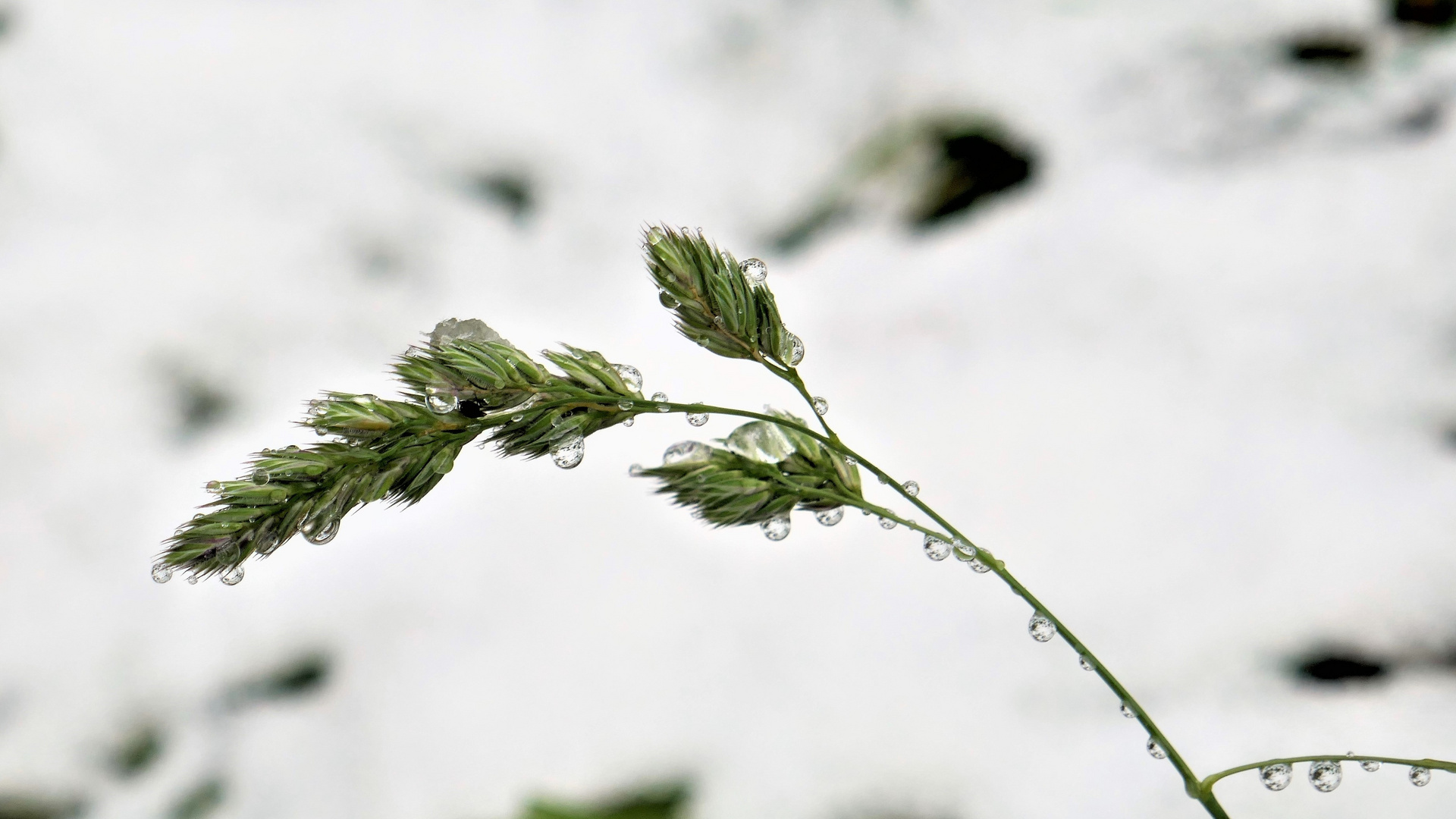 Getauter Schnee kugelt an der Ähre.