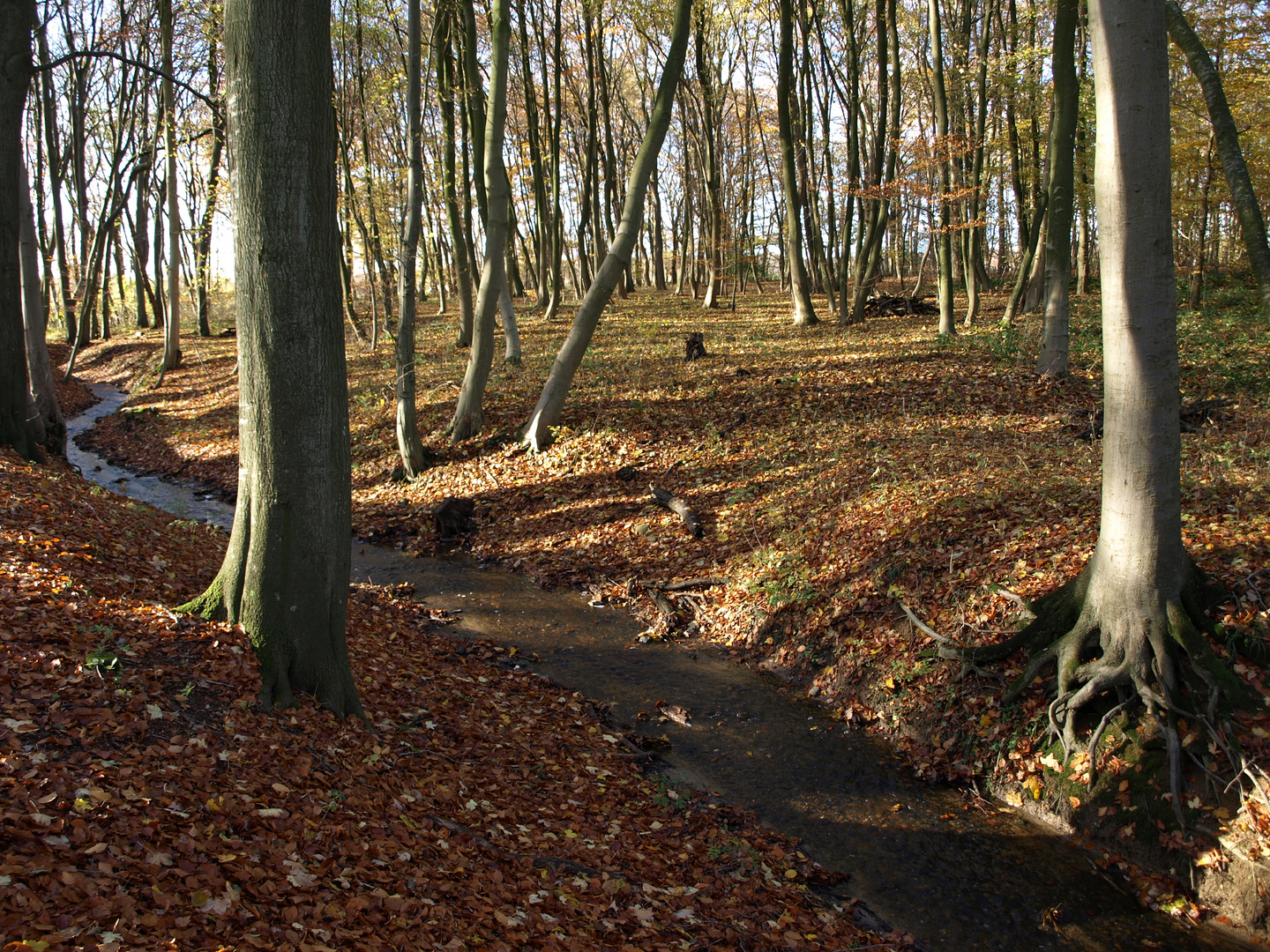 geteilter Wald