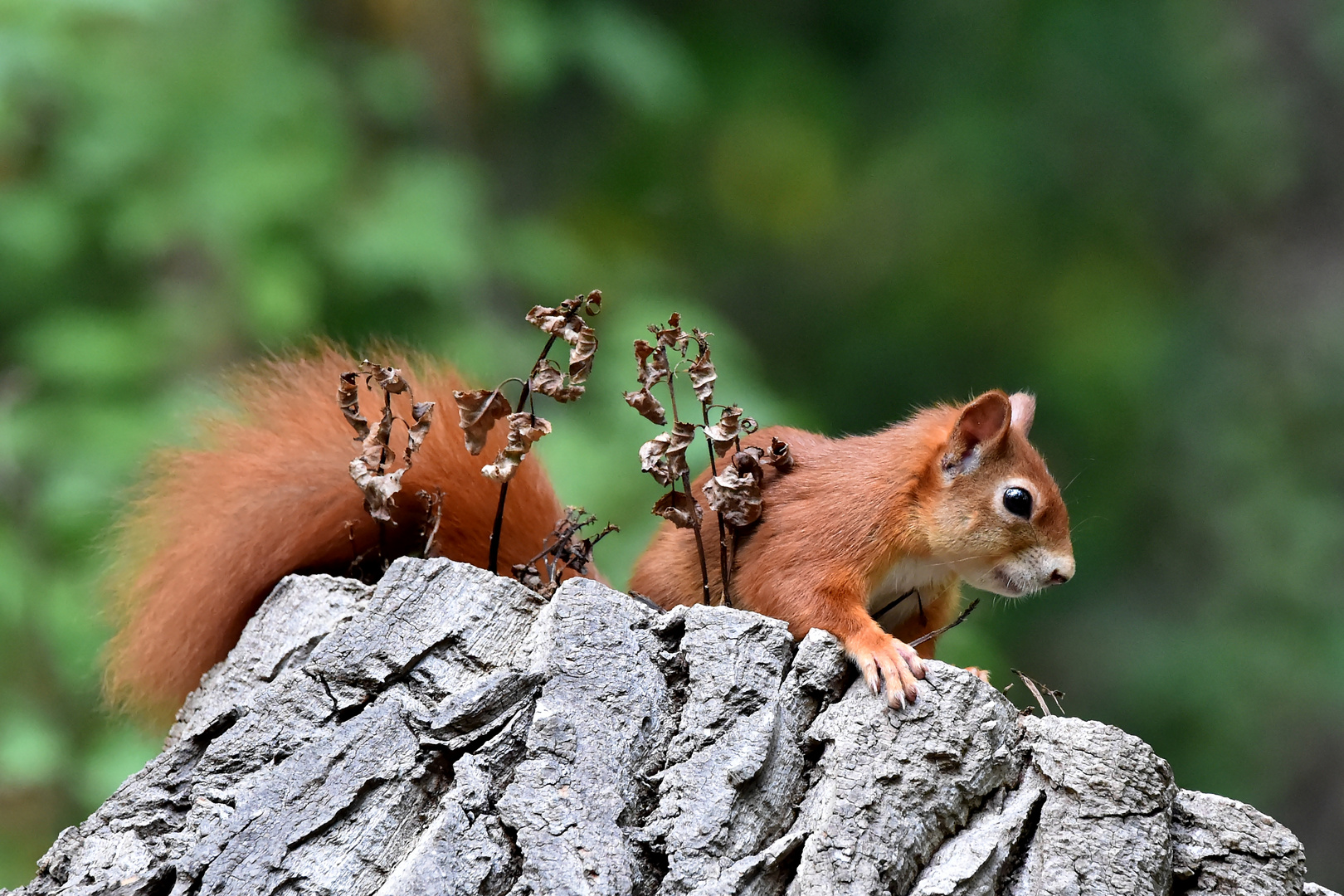 Geteiltes Hörnchen