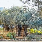 Gethsemane