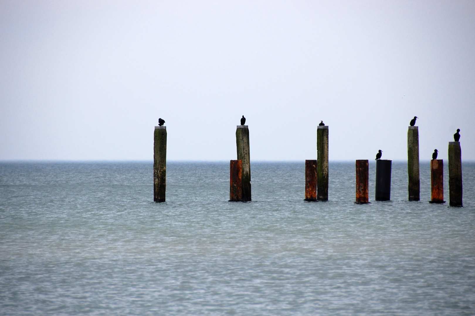 Getier auf Holz in Wasser