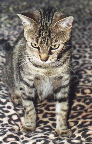 Getigert