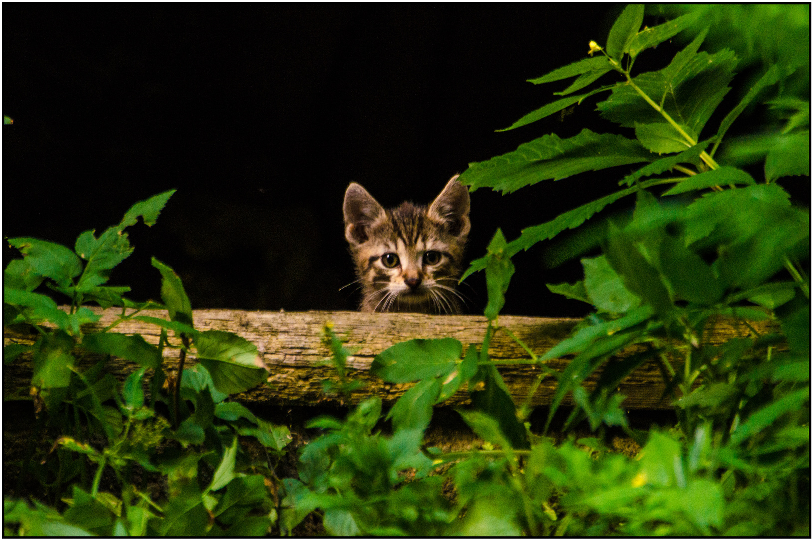 getigerte Jungkatze