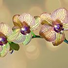 getigerte Orchidee