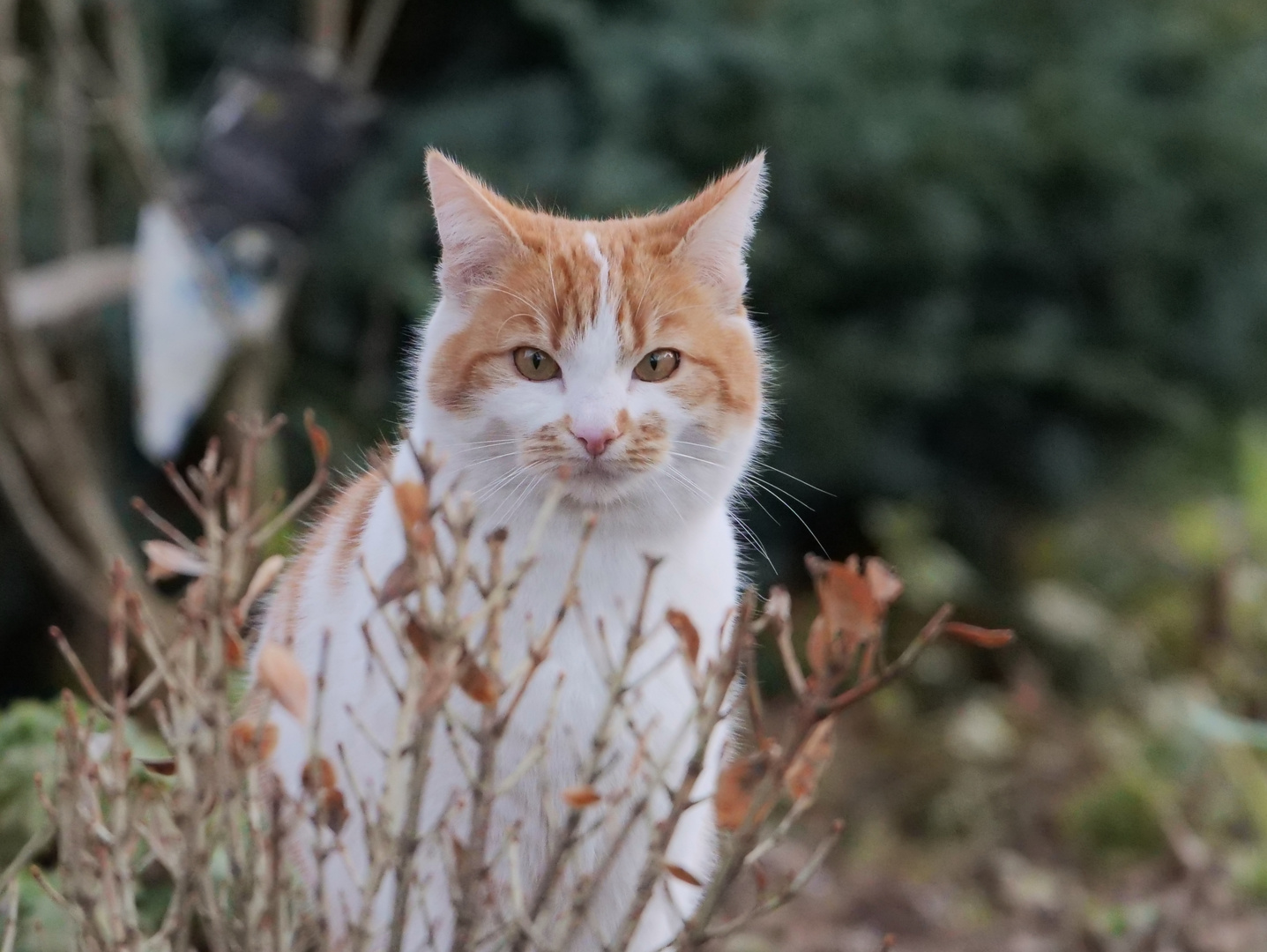 getigerter Gartenbesucher